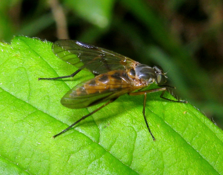 Asilidae? No. Femmina di Rhagio cfr conspicuus